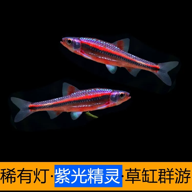 紫光精灵观赏鱼小型淡水观赏鱼不加热原生冷水稀有霓虹多彩灯鱼