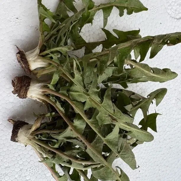 自营河南新鲜现挖带小根婆婆丁蒲公英野菜可蘸酱生吃京东包邮