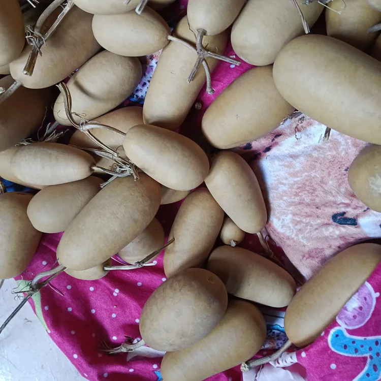 天然葫芦冬瓜葫芦皮质一般可以烙花做工随机发货完美主义者不要拍