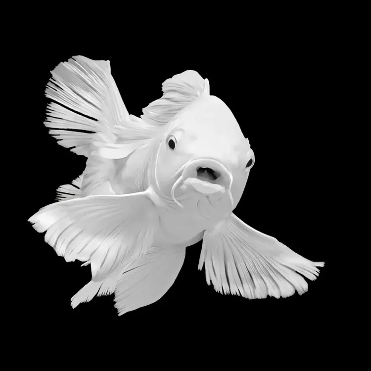 石膏白蝴蝶鲤短身贵妃体冷水观赏鱼好养耐活大鳍大尾活体发货