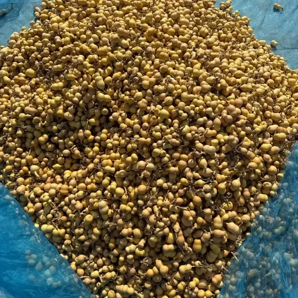 草里金葫芦通货自家种植4公分左右通货不挑不捡