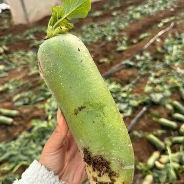 新鲜沙窝萝卜，脆甜，生吃，产地直发