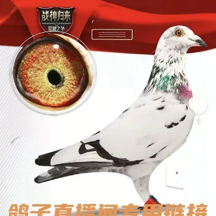 植物提取鸽疫康有效呵护信鸽赛鸽种鸽等各类鸽子健康