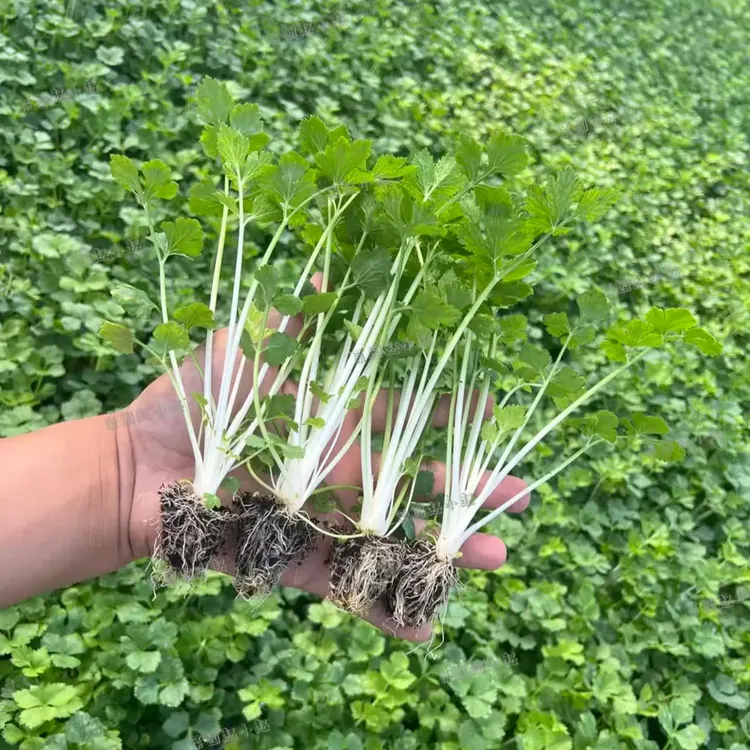 白芹菜种苗芹菜秧苗白杆芹菜种苗雪白芹菜四季阳台盆栽种植大苗秧