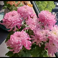 【粉绣球】大花富贵菊 九月大菊盆栽开花好看