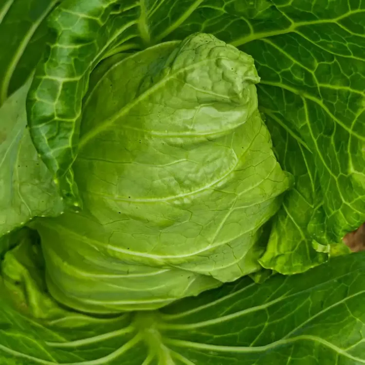 新鲜包心菜农家现摘绿甘蓝圆白菜莲花白应季沙拉蔬菜雪翠甘蓝