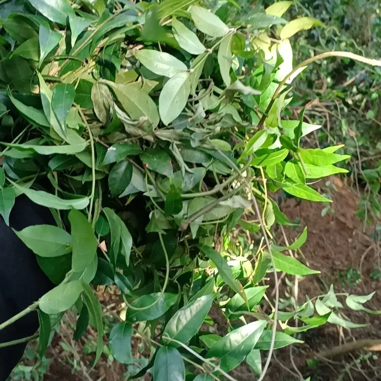 金弹子血红果等多种果随机发货