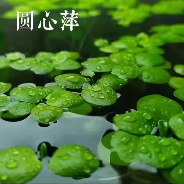 水草浮萍圆心萍净化水质水培绿植庭院办公室鱼虾龟缸造景漂浮水草
