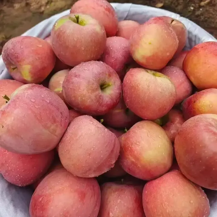 云南昭通农场直发批发新鲜苹果脆甜可口