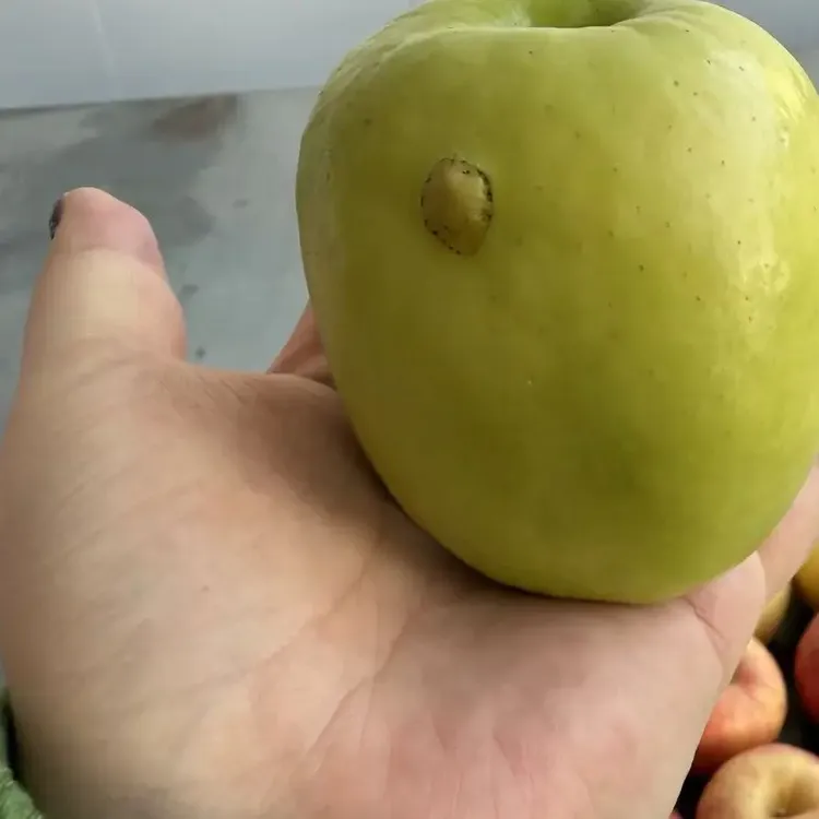 维纳斯黄金，瑞雪，净重7/8斤个头不均坏果包赔
