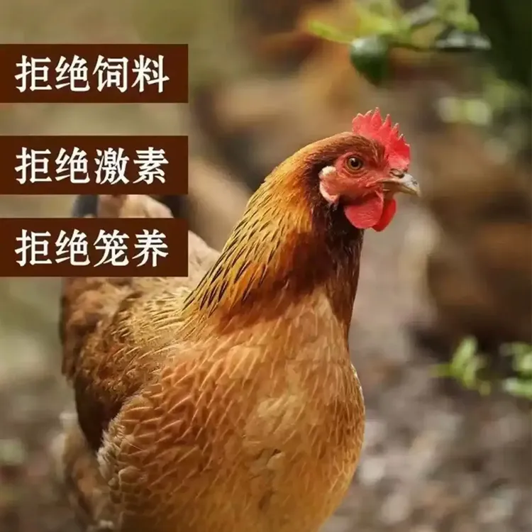 农家散养大公鸡（黄油肉质，冷链运输） 包冰率不含冰