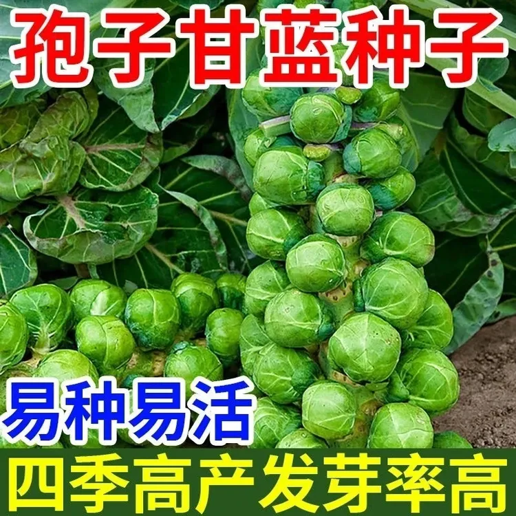 孢子甘蓝种子孢子甘蓝春秋季小型芽球包心菜阳台庭院四季播种简单