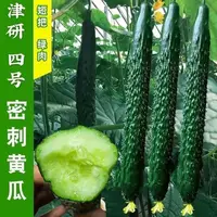 【五袋包邮】津研四号黄瓜种子绿瓤密刺长黄瓜种籽四季早熟高产