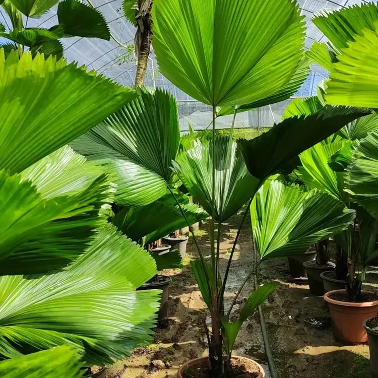 大型圆叶轴榈盆栽热带风绿植净化空气易养护室内耐阴