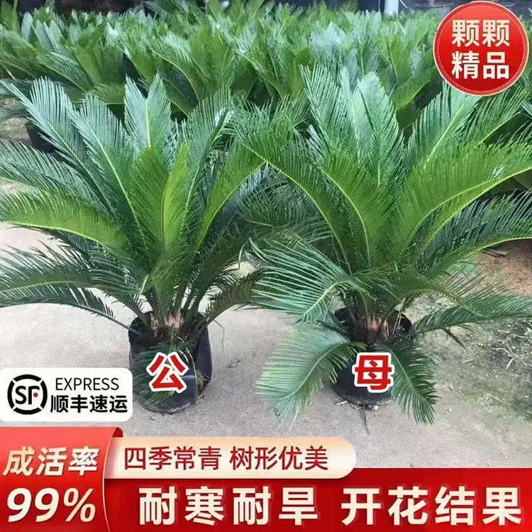 铁树盆栽苏铁大型龙铁树苗庭院别墅门口四季常青旺宅真花绿植盆景