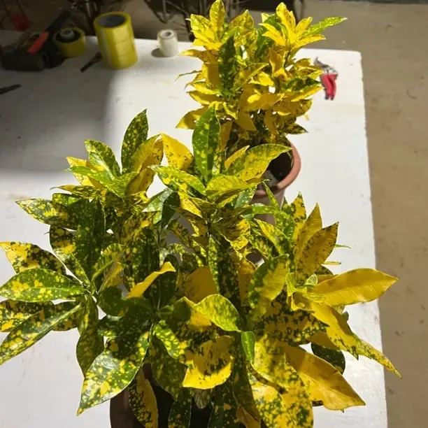 万两晒金木室内盆栽花卉植物好养招财四季绿植