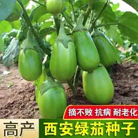 【五袋包邮】绿罐茄种子茄子种籽高产四季蔬菜种子青茄子绿皮耐寒