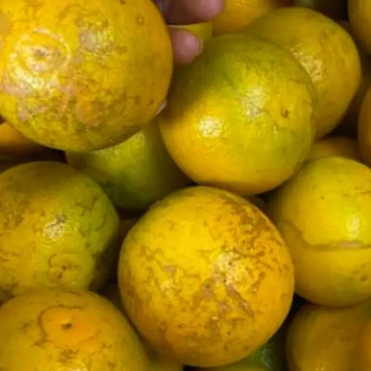 正宗廉江红橙花皮橙黑皮橙黑美人果新鲜现发