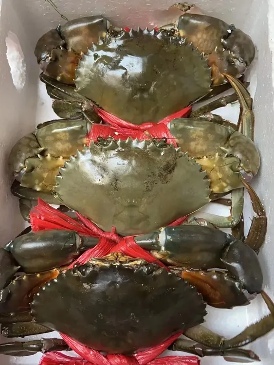 【买3只送3只】红膏蟹活发活到 青蟹 母蟹 有黄有膏2-3两/只