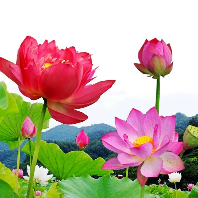 四季池塘大型荷花种藕苗水养盆栽荷塘莲藕种苗观赏荷花种根莲花苗