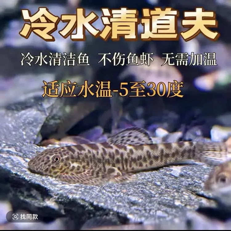 大吸盘 中国吸鳅鱼 双吸盘清洁工吸鳅 工具鱼 冷水鱼吃残渣擦玻璃