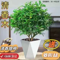 B清香木胡椒木驱蚊虫植物栽室内客厅好养提神绿植净化空气吸甲醛