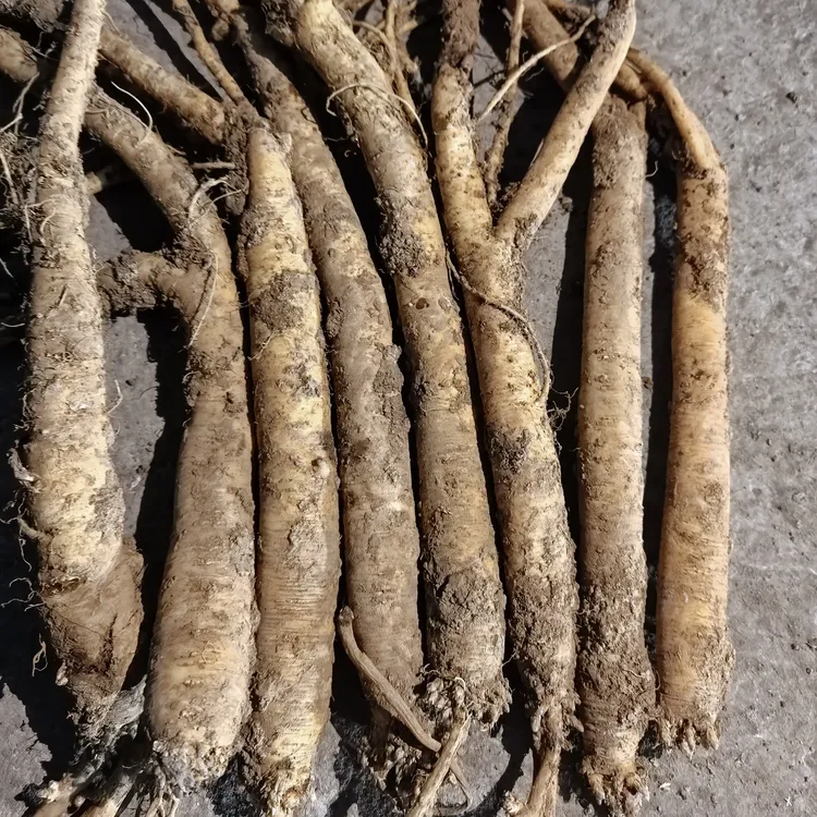 贵州威宁鲜黄党参现挖可煲汤泡酒有滋补功效