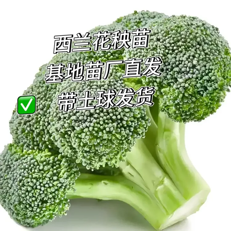 西兰花耐寒秧苗椰菜松花菜秧苗高产量高抗病性强盆栽地栽带土球