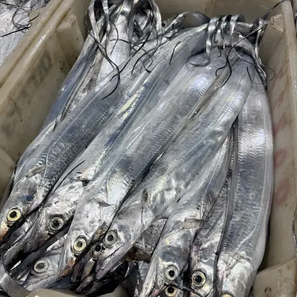 新鲜渤海湾小眼睛带鱼整条发货肉质细嫩可蒸可煮