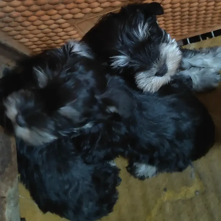 黑银色雪纳瑞犬幼犬宠物狗