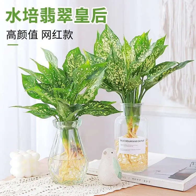 水培翡翠皇后盆栽办公室内桌面水养绿植四季常青玛丽安好养活