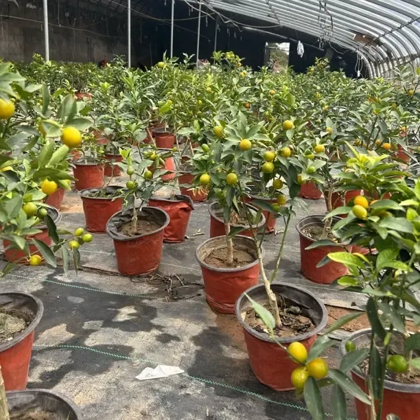 室外好养易活的绿植盆栽观赏花卉植物老桩树苗盆景