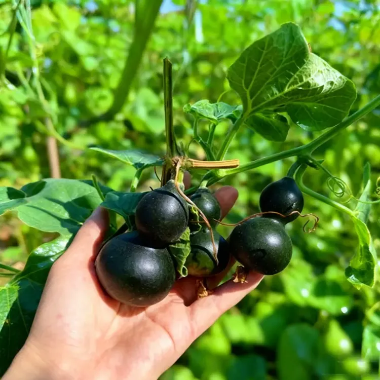 墨绿小葫芦种子翡翠葫芦盆栽手捻葫芦种籽单质磷肥商品图