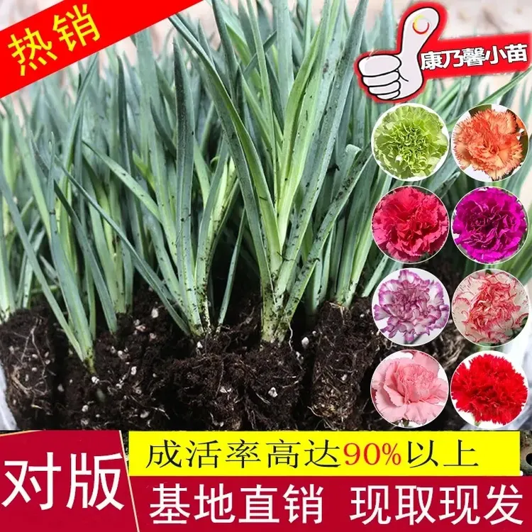 康乃馨花苗四季开花大花阳台庭院绿植盆栽花卉鲜花小苗教师节礼物