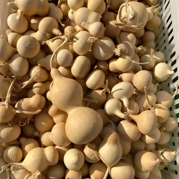 自己家种植小葫芦