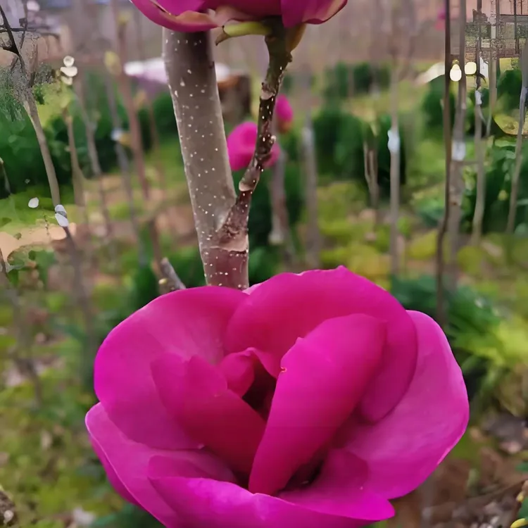 荷花玉兰三季开花可盆栽地栽适合南北方庭院阳台种植