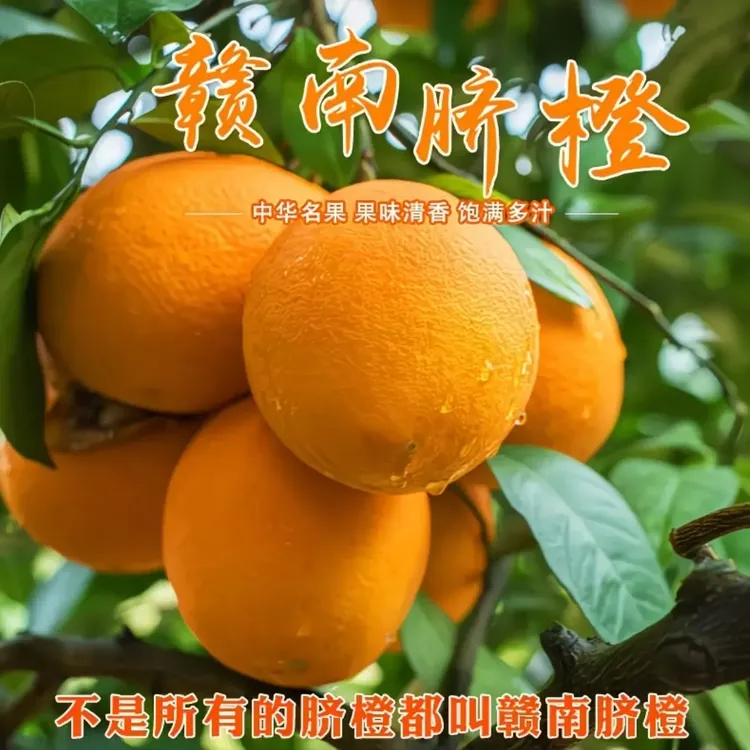 正宗赣南脐橙新鲜现摘应季水果香甜爆汁橙子