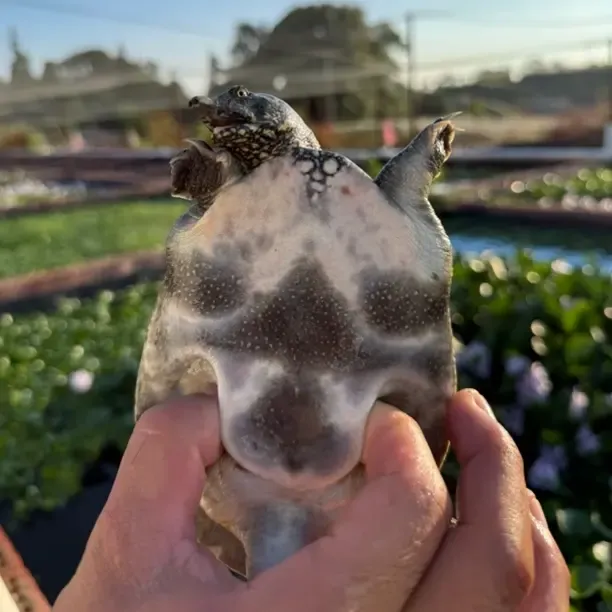 外塘冷水中华鳖1-8两规格冷水鲜活外塘甲鱼京东包邮