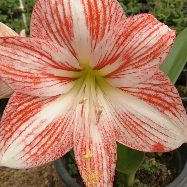 单瓣朱顶红凤凰彩蝶种球室内外盆栽四季开花好养活植物