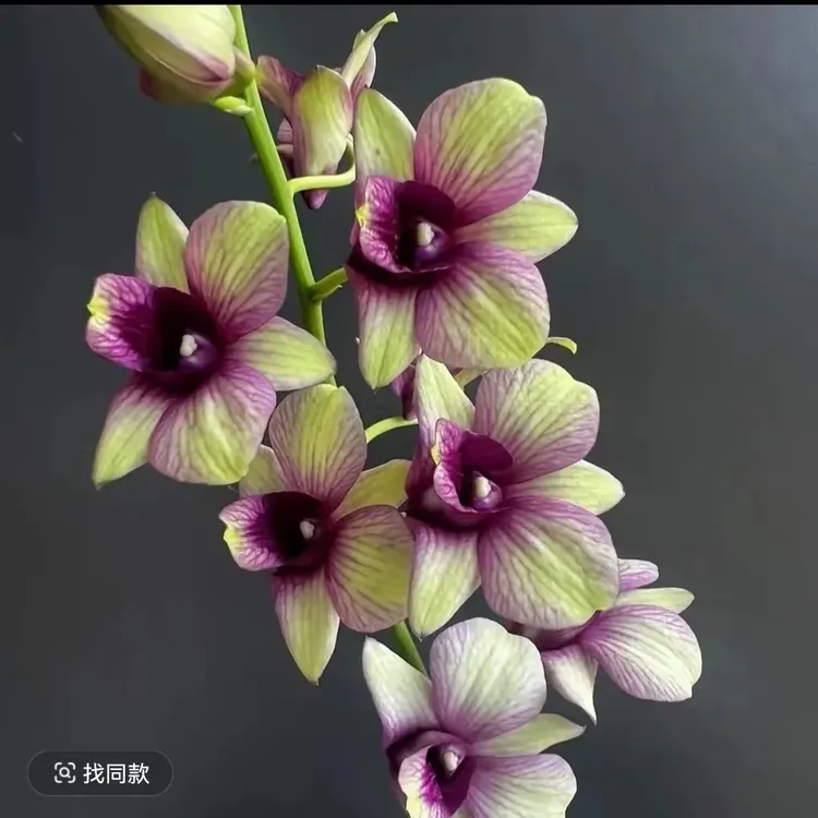 金如意拍一发二秋石斛兰带花苞常年开花庭院水培盆栽植物兰花盆栽