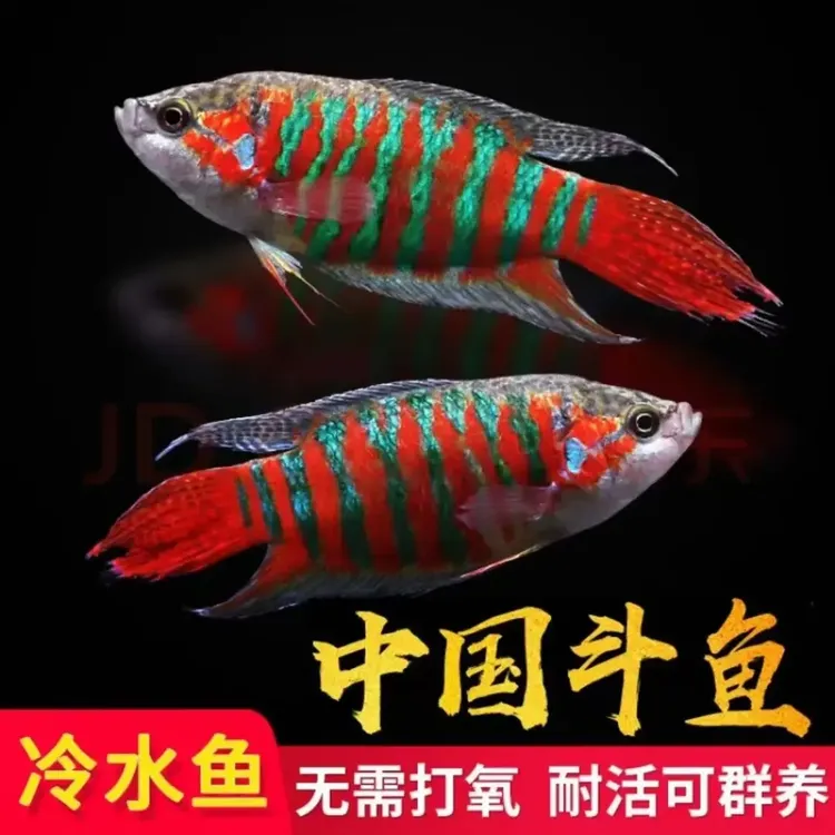 中国斗鱼观赏鱼抱卵长尾普叉热带鱼冷水鱼粗养耐活耐脏水旁皮婆