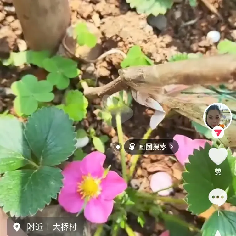 四季草莓红花或粉花观赏草莓苗盆栽带土适合阳台小院种植红果偏酸