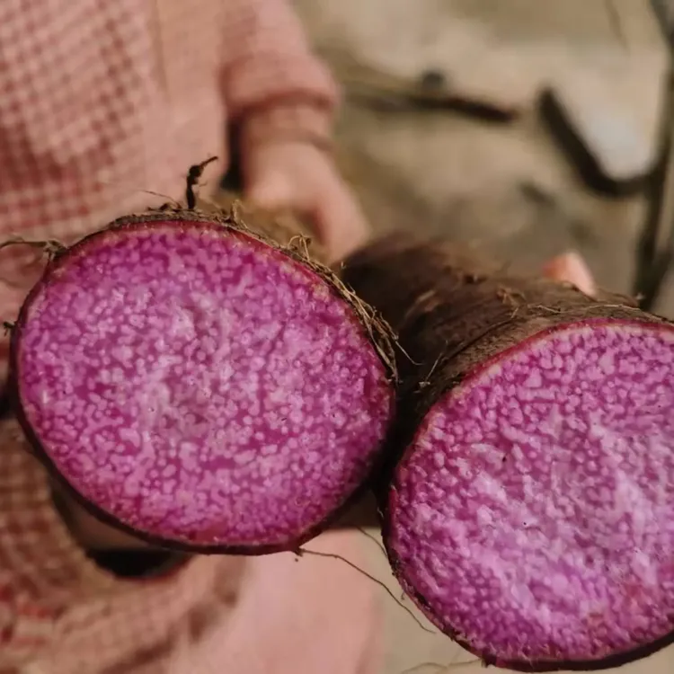 应季新鲜现挖紫玉淮山，农家自种直发到您家口感粉糯香甜老少皆宜