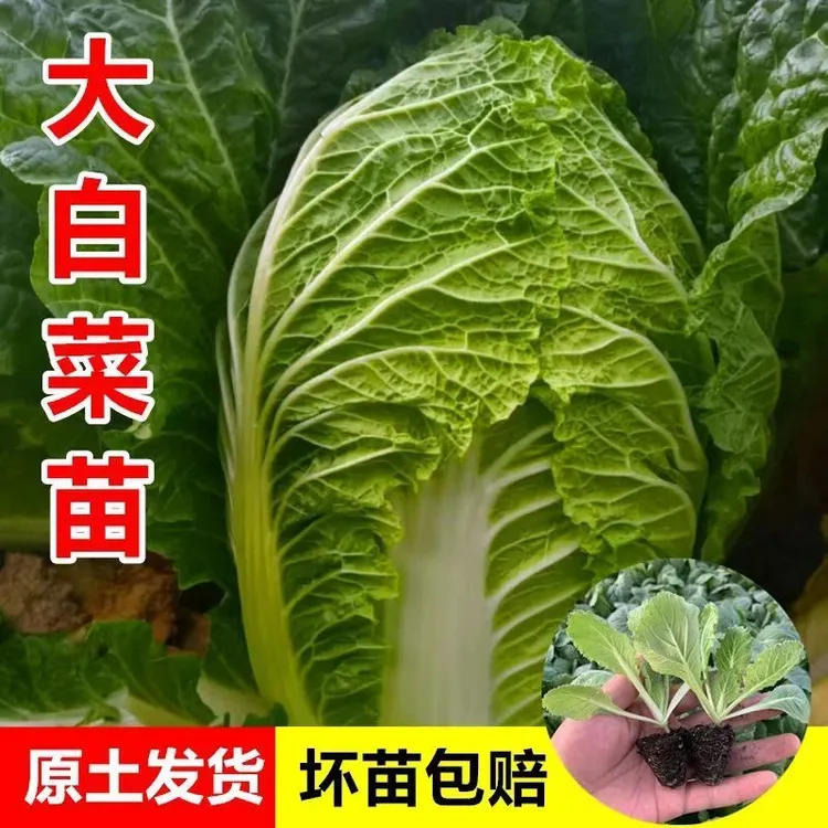 四季大白菜苗蔬菜秧苗农家菜园庭院阳台盆栽种植高产耐寒秋冬蔬菜