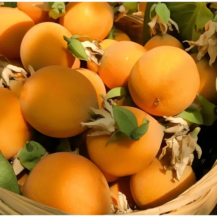 【热情果种子】家庭小院盆栽地栽四季种植