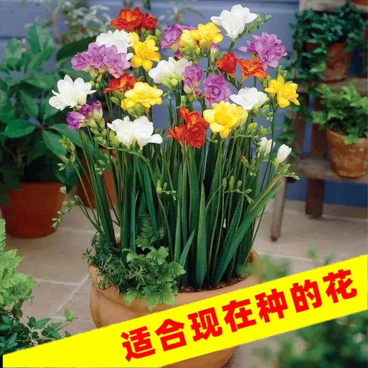 香雪兰种球四季开花好养活种球花卉庭院阳台香雪兰鲜花种球好看