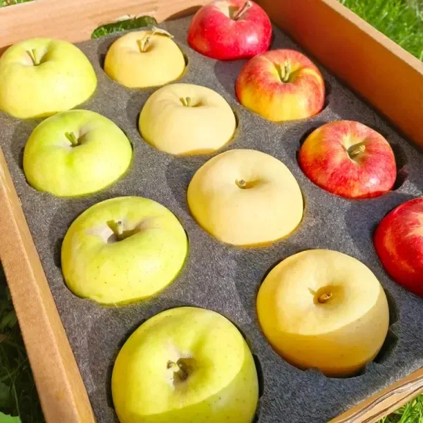 新疆三色苹果 喀什嗳妃苹果➕黄金维纳斯➕王林苹果，阿克苏仓发京东