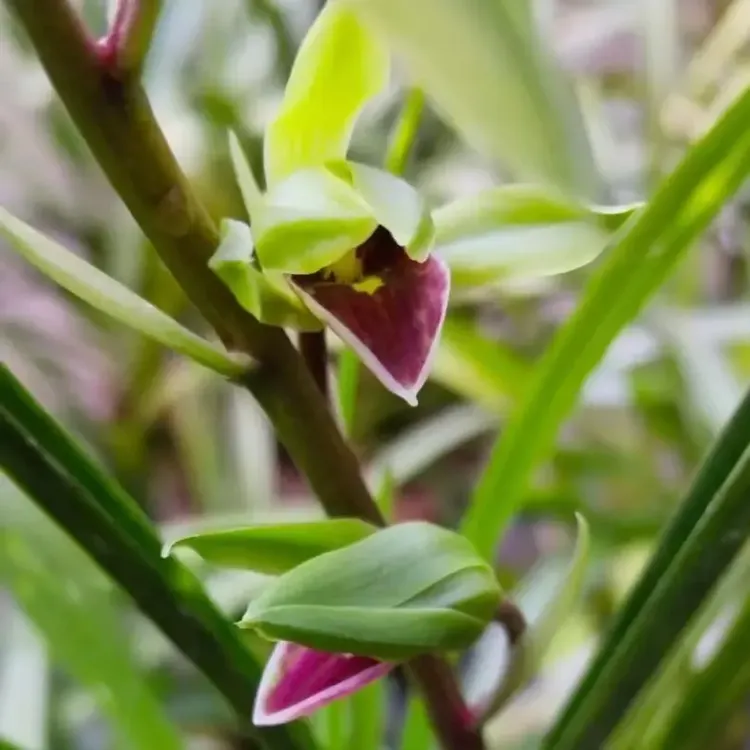 云南本地香花绿兰红舌浓香好养桌面花卉盆栽