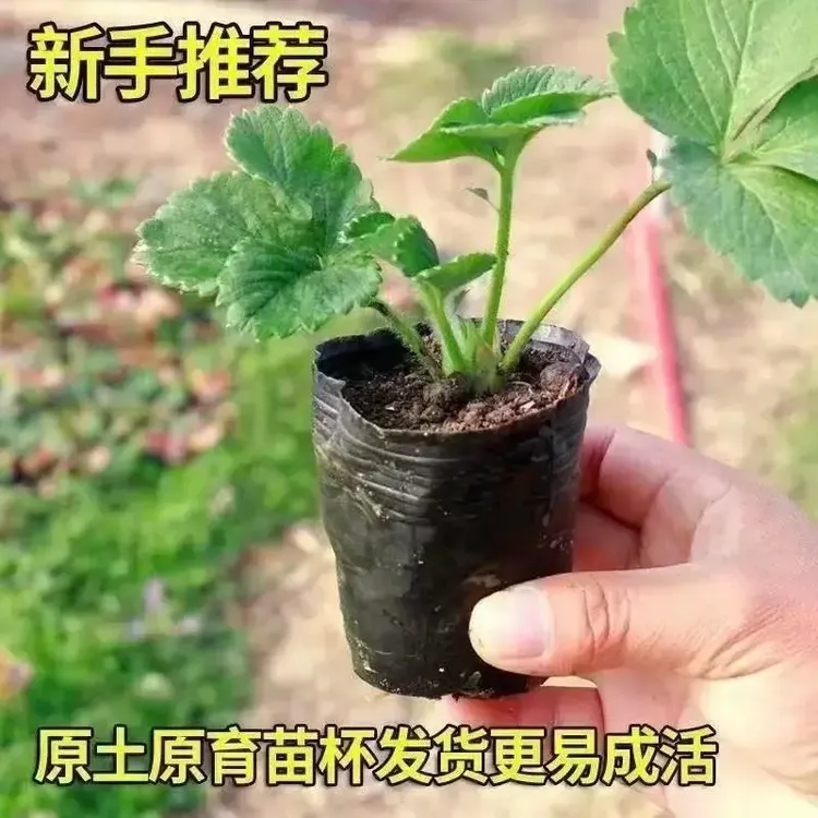 【四季结果草莓苗】奶油草莓种苗精品穴盘盆栽地栽红颜丹东四季结果
