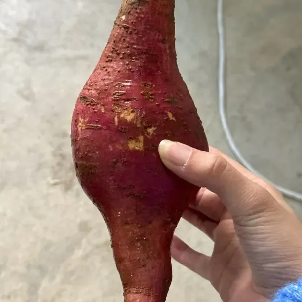 崇明红薯番薯新鲜现挖香甜软糯蜜薯口感细腻的健康粗粮